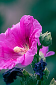 rose hollyhock flower portrait