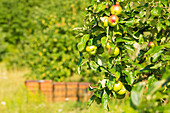 Bienenstöcke in einer Streuobstwiese in der Pfalz, Neustadt an der Weinstraße, Rheinland-Pfalz, Deutschland