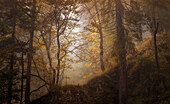  Morning mood in the autumn forest, Bavaria, Germany, Europe 