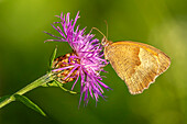 Schmetterling, Kaisermantel an einer Kratzdistel, Bayern, Deutschland
