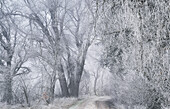  Winter morning in the Weilheimer Moos in winter, Bavaria, Germany 