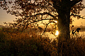 Autumn morning in the Oberland, Bavaria, Germany 
