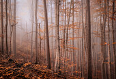  In a misty forest on an autumn morning, Bavaria, Germany, Europe 