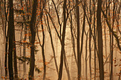  In a misty forest on an autumn morning, Bavaria, Germany, Europe 