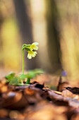  Primrose in a spring forest, Bavaria, Germany 