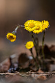  Coltsfoot in a spring forest, Bavaria, Germany 