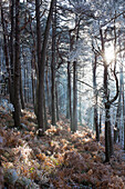  Hoarfrost on the trees in the Palatinate Forest, Maikammer, Rhineland-Palatinate, Germany 