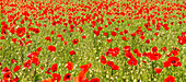  Panorama of meadow with red poppies, Bad Dürkheim, Rhineland-Palatinate, Germany 