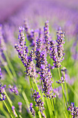  Lavender blossoms in the Palatinate, Grünstadt, Rhineland-Palatinate, Germany 