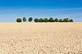 Feld mit reifem Weizen in der Pfalz, Rheinland-Pfalz, Deutschland