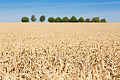 Feld mit reifem Weizen in der Pfalz, Rheinland-Pfalz, Deutschland