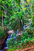 Malaysia, Langkawi, Durian Perangin waterfalls, jungle, forest,
