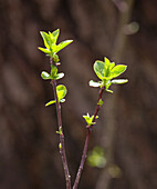  Knospen, Frühling, Natur, 