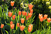  Tulpen, Blumen, Frühling, Natur, 