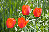  Tulpen, Blumen, Frühling, Ottawa, Kanada 
