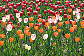 Tulpen, Blumen, Frühling, Ottawa, Kanada