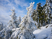  Snow-covered trees in the Harz Mountains, Brocken, Harz, National Park, Schierke, Wernigerode, winter, frost, ice, Harz district, Saxony-Anhalt, Eastern Germany, Central Germany, Germany, Europe 