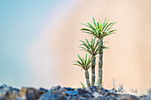  Madagascar palm tree above Playa de Las Teresitas, northeast coast of Tenerife, Spain 