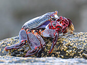  East Atlantic red rock crab off the coast of Benijo, Santa Cruz de Tenerife Province, north coast of Tenerife, Spain 