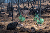  New life on the forest floor after a forest fire in Teide National Park, Tenerife, Spain 