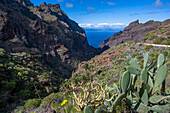 Blick in die Masca-Schlucht 'Barranco de Masca', Naturpark Teno-Gebirge, bei Santiago del Teide, Nordwestküste, Teneriffa, Spanien