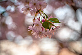  Delicate pink cherry blossoms (Prunus cerasus) on a branch with a blurred background in pastel tones, Wernigerode, Saxony-Anhalt, Germany 