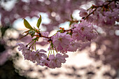  A branch full of pink cherry blossoms (Prunus cerasus), surrounded by diffused light and a soft background, Wernigerode, Saxony-Anhalt, Germany 