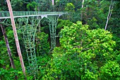 Malaysia, Sabah, Sepilok, rainforest, flora, vegetation, plants, trees, canopy walkway