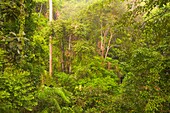 Malaysia, Sabah, Sepilok, rainforest, flora, vegetation, plants, trees,
