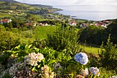 Portugal, Azores, Faial Island, Praia do Almoxarife