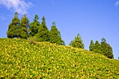 Portugal, Azores, Sao Miguel Island, scenery, trees, flowers, 