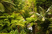 Portugal, Azores, Sao Miguel Island, Furnas, Terra Nostra Park, tree fern, 