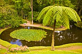 Portugal, Azores, Sao Miguel Island, Furnas, Terra Nostra Park, tree fern, lily pond, 