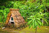Portugal, Madeira, Parque das Queimadas, rain forest, 