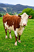 Hereford cattle breed, bovine breed, meat production, Amorebieta, Bizkaia, Basque Country, Spain 