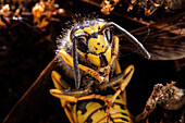  Close-up of a wasp with distinct yellow and black patterns in its natural habitat, Jena, Thuringia, Germany 