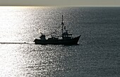  Fishing boat off Rantum, Sylt, North Sea coast of Schleswig-Holstein, Germany 