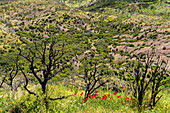 Burned trees after a forest fire and new spring flowers at the Hosios Lukas Monastery in Steiri, Greece   