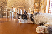 Katze im Refektorium, Kloster Hosios Lukas, Steiri, bei Distomo, Mittelgriechenland, Griechenland