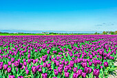 Tulpenfelder (Tulipa) auf der Insel Texel, Nordholland, Niederlande