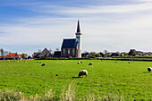 Schafweide vor der Historischen Kirche bei der Stadt Den Hoorn, Texel, Nord-Holland, Niederlande