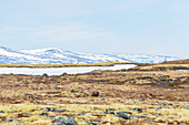  Musk ox in landscape, Dovrefjell-Sunndalsfjella National Park, Fylke Innlandet, Norway, Scandinavia 