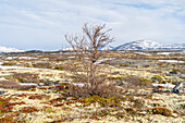  Landscape, Dovrefjell-Sunndalsfjella National Park, Fylke Innlandet, Norway, Scandinavia 