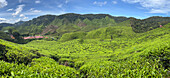 Tea Plantation in the Cameron Highlands, Malaysia\n