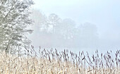 Autumn mist and reeds, Syonm Park, London, UK\n