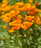 Californian Poppy (Eschscholzia californica), London, UK\n