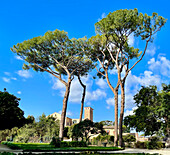 Stone Pine (Pinus pinea), in Rome, Italy\n