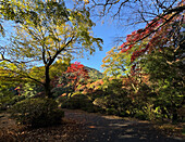 Japanese garden, Kamakura, Japan