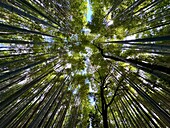 Bamboo forest - Arashiyama Bamboo Griove, Arashiyama, Japan\n