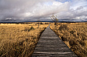  Boardwalk in the Fagne des Daux Séries, High Fens, Province of Liège, Belgium 